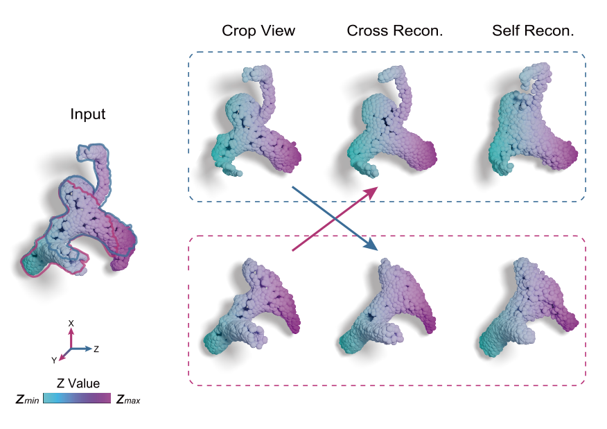 MorphCell cross-view and self-reconstruction of a three-dimensional cell shape